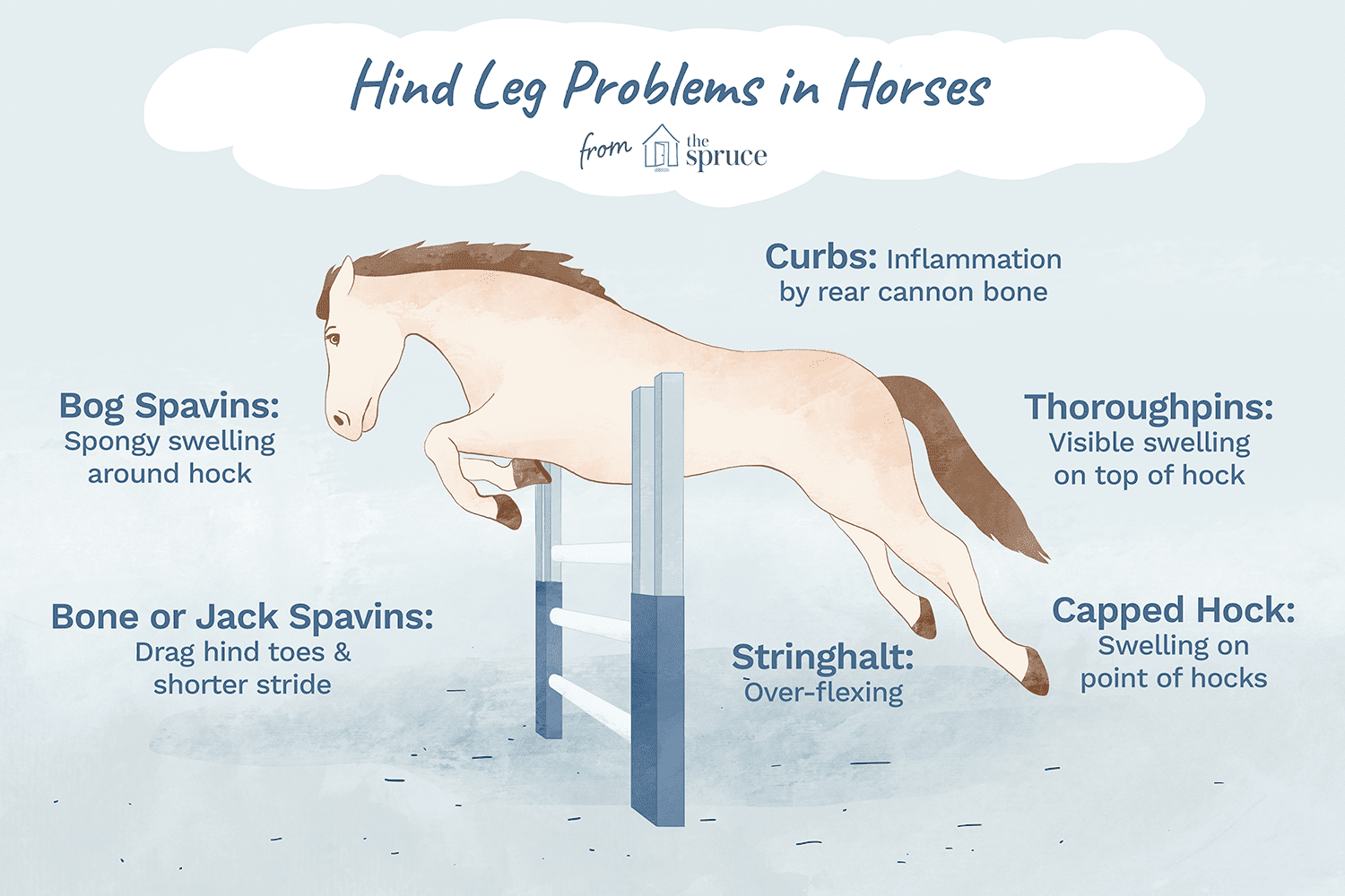 illustration of hind leg problems in horses