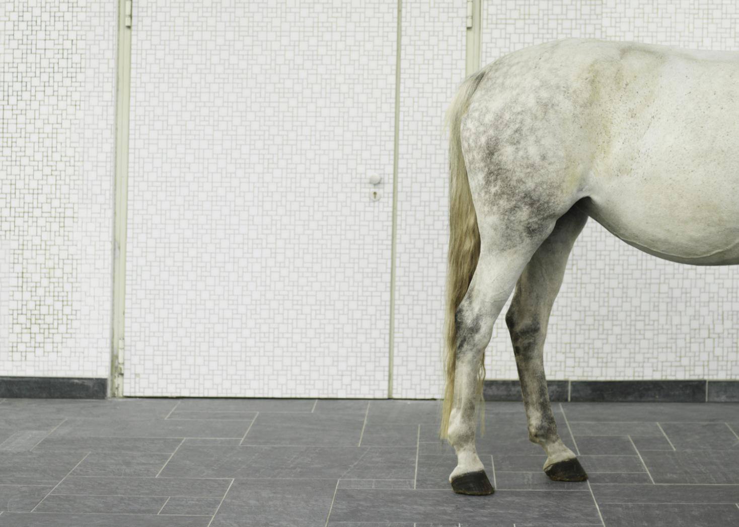 Horse standing by wall, hind quarters