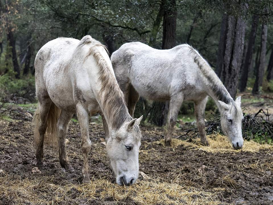Two Older Horses With Hollow Backs