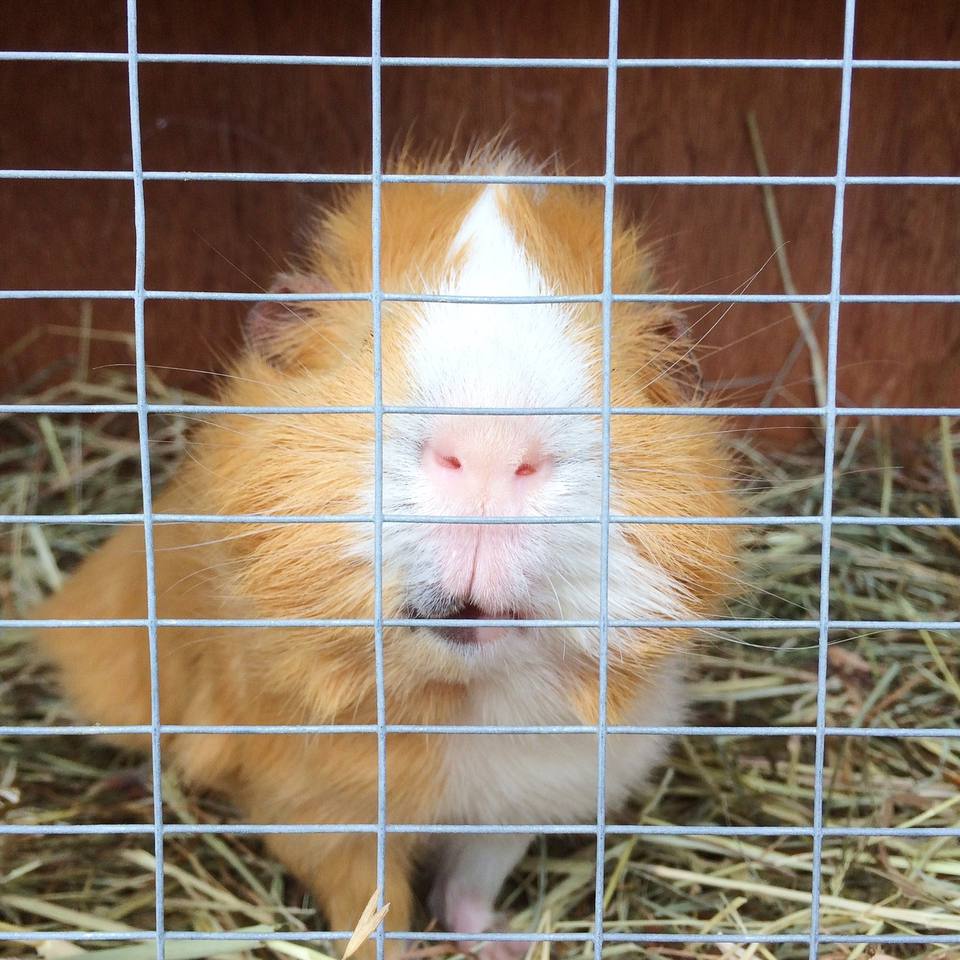 Close-up of guinea pig in cage