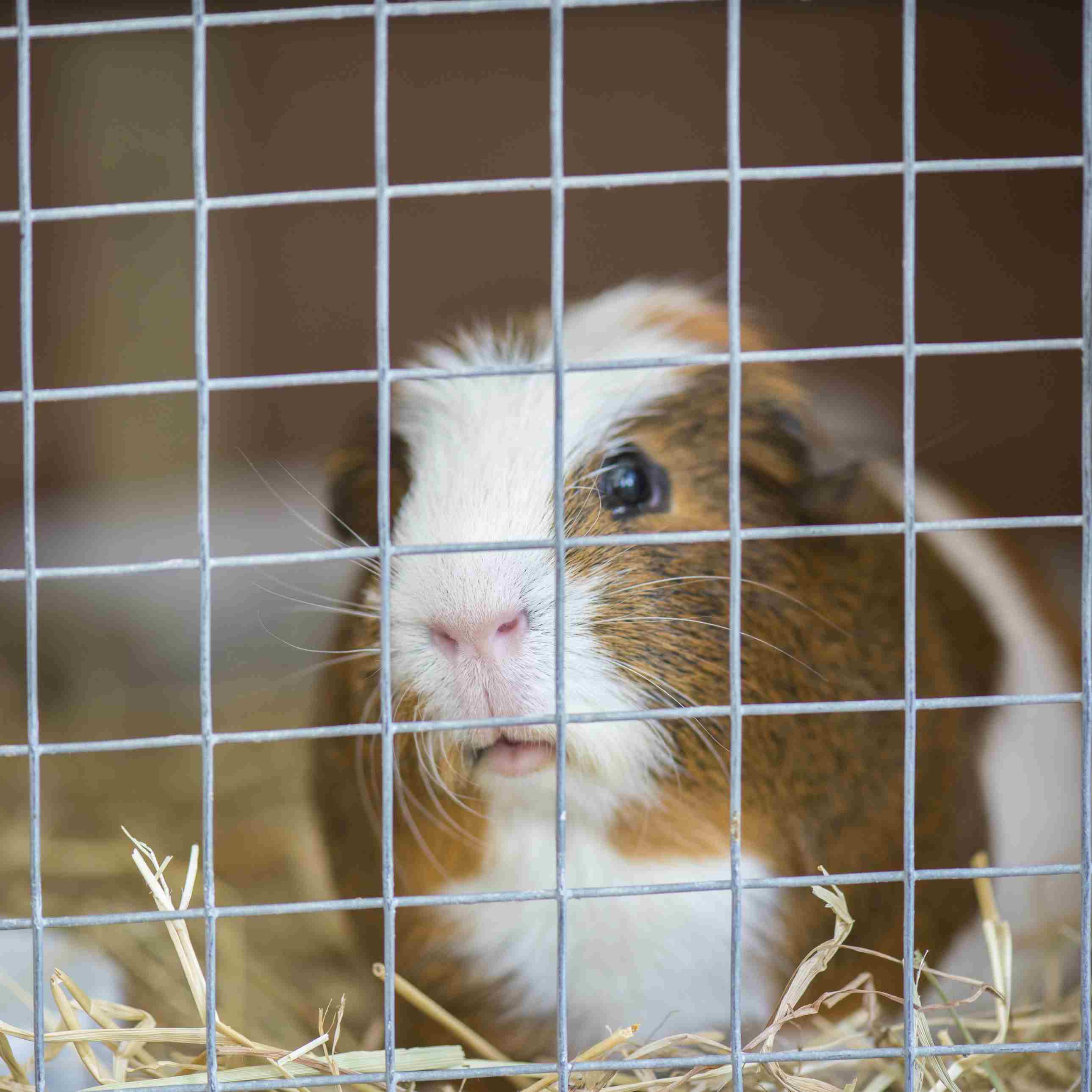 Guinea pig peering out from wire mesh cage