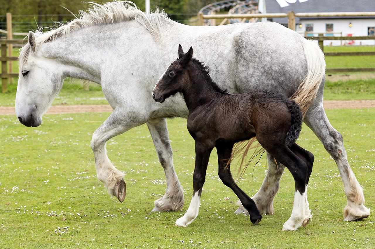WADEBRIDGE, ENGLAND - MAY 24: A week old shire horse foal walks with her mother Orla at Cornwall's Crealy Adventure Park on May 24, 2013 near Wadebridge, England.