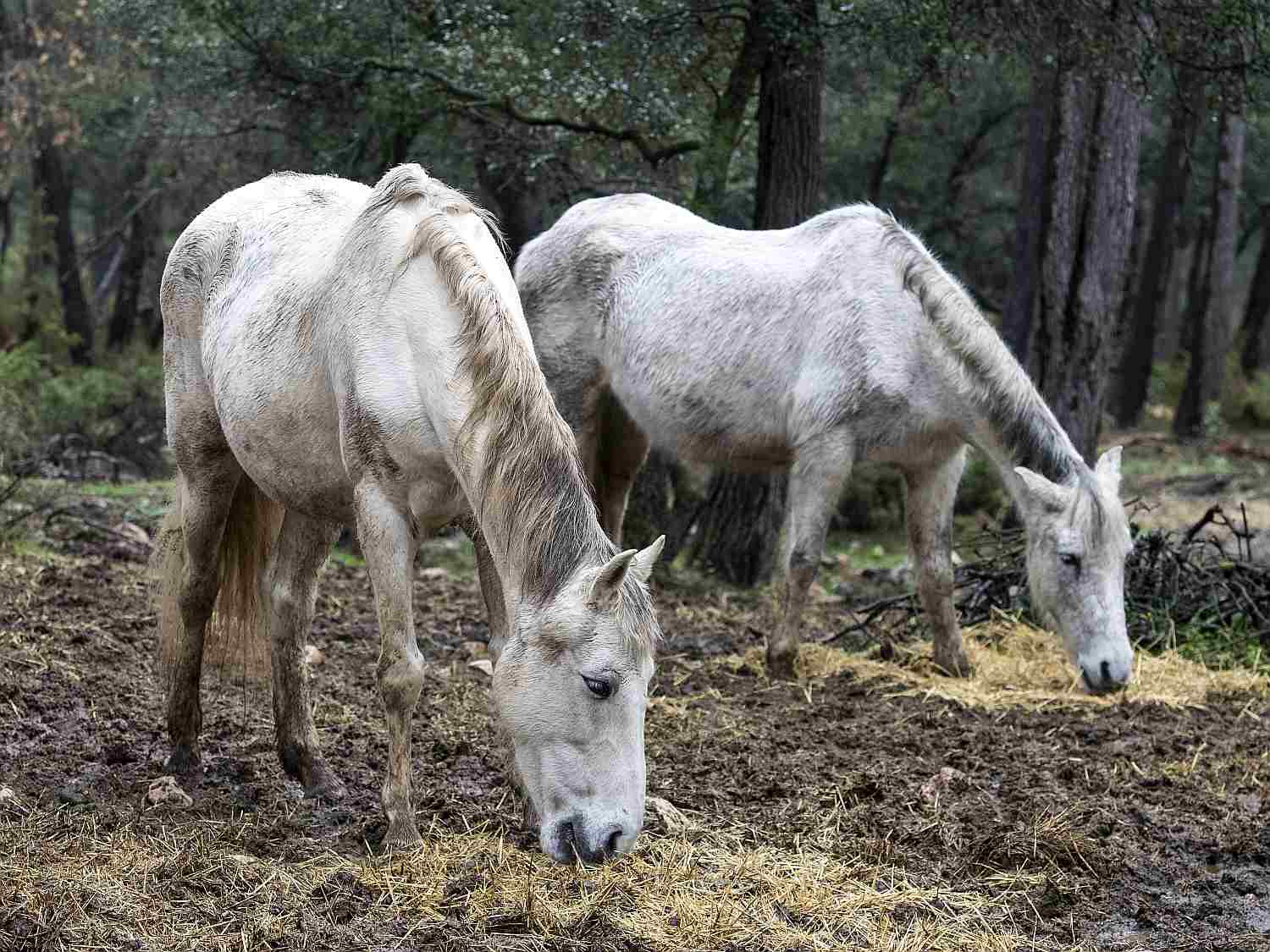Two older horses with hollow backs.
