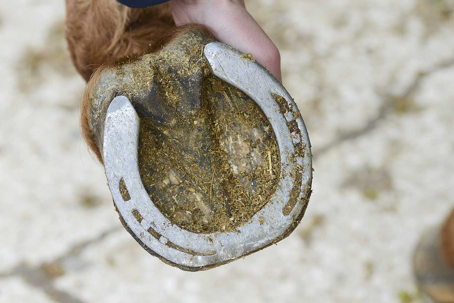 Person holding horse hoof with shoe, showing underside.