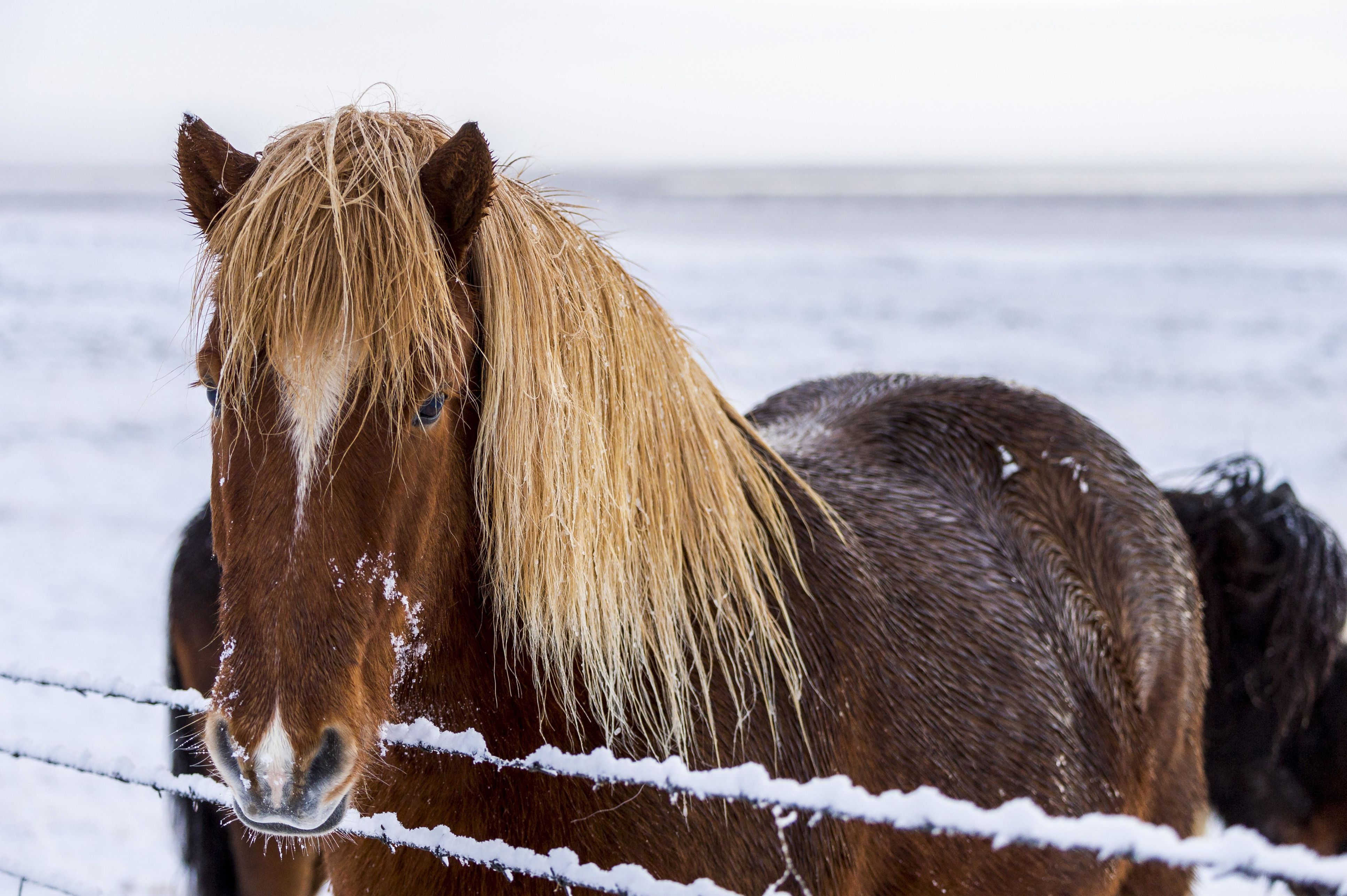 Iceland pony in wintery landscape, Laugarvatn, Iceland, Europe