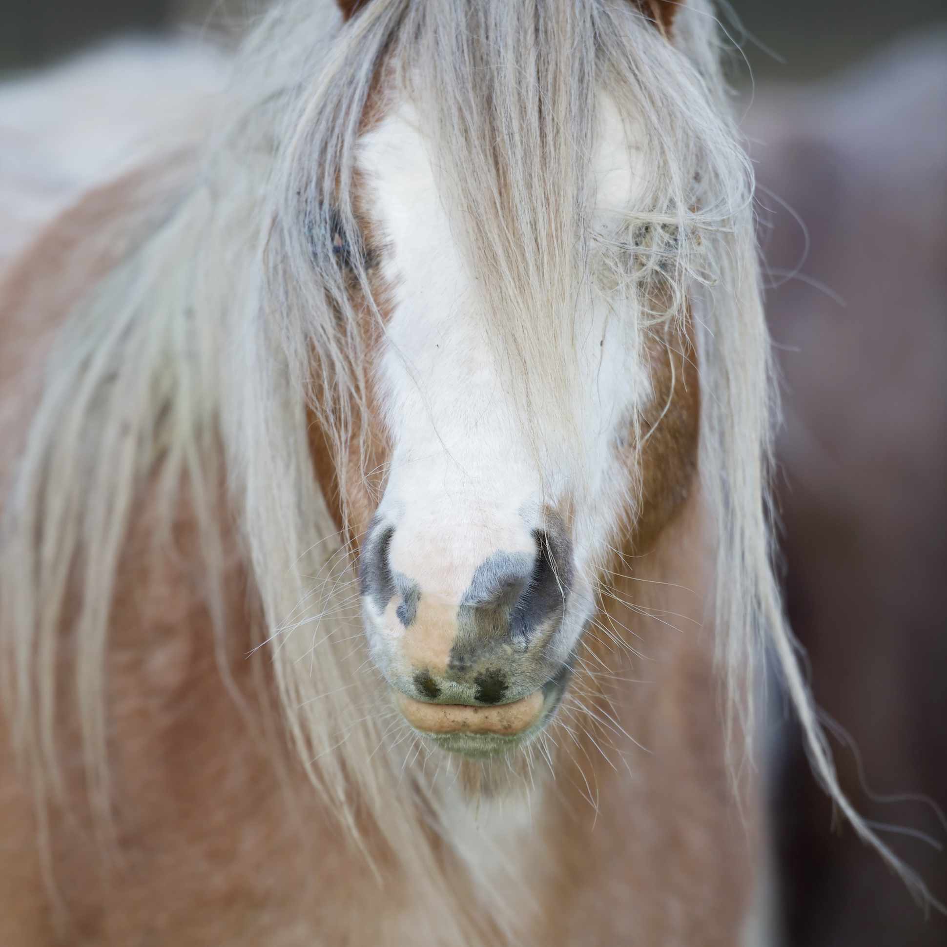 Welsh Mountain Pony (Equus ferus caballus) with long mane. Descendent of the ancient Celtic mountain pony which lived wild in the hills of Wales for centuries. UK