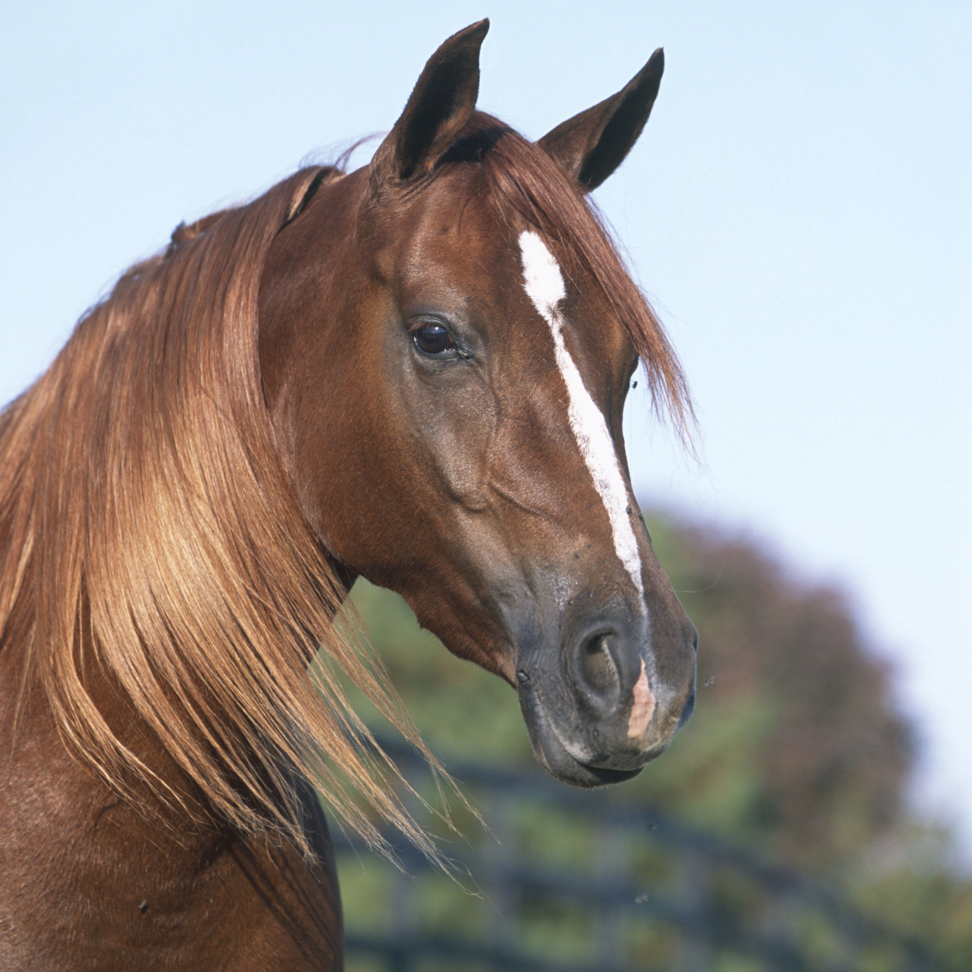 Head of chestnut Morab horse showing Arabian characteristics, white blaze and long, flowing mane