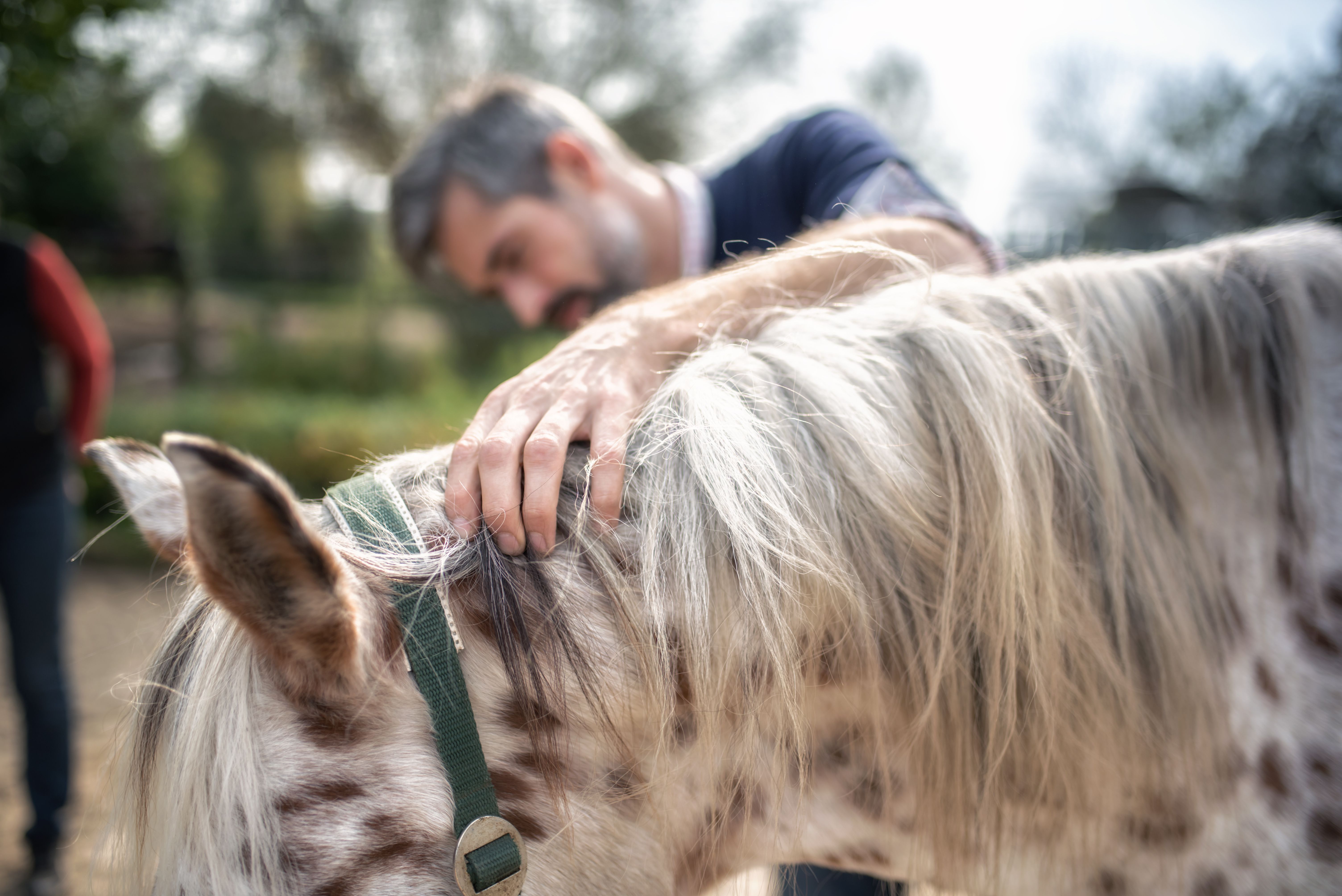 Veterinarian gripping neck of spotted horse
