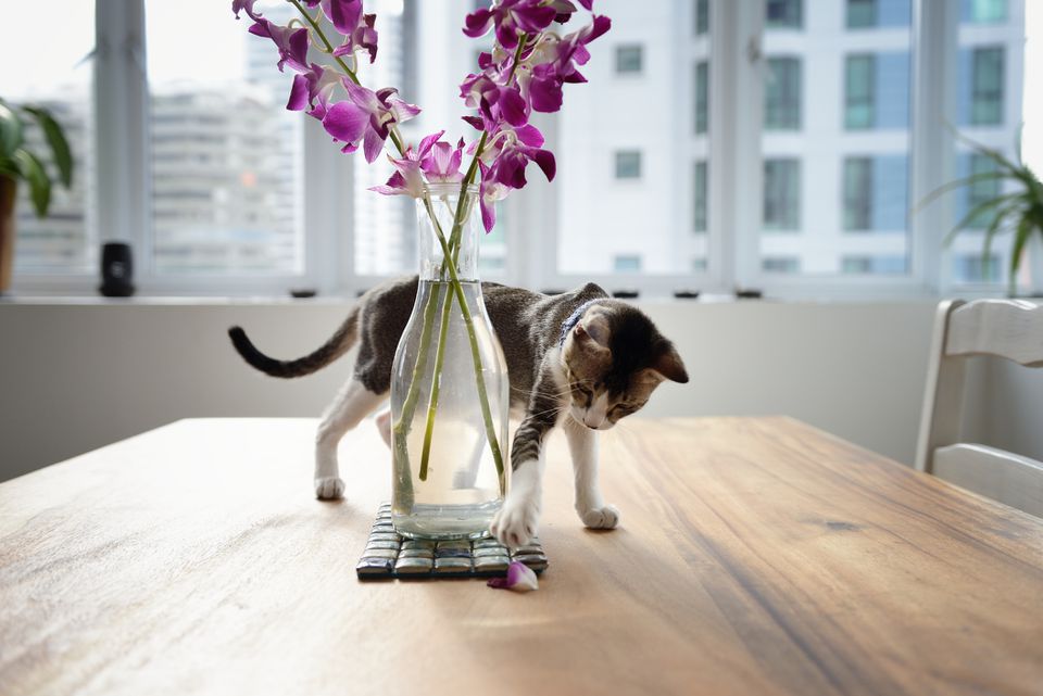 Cat playing with orchid petal on a table.