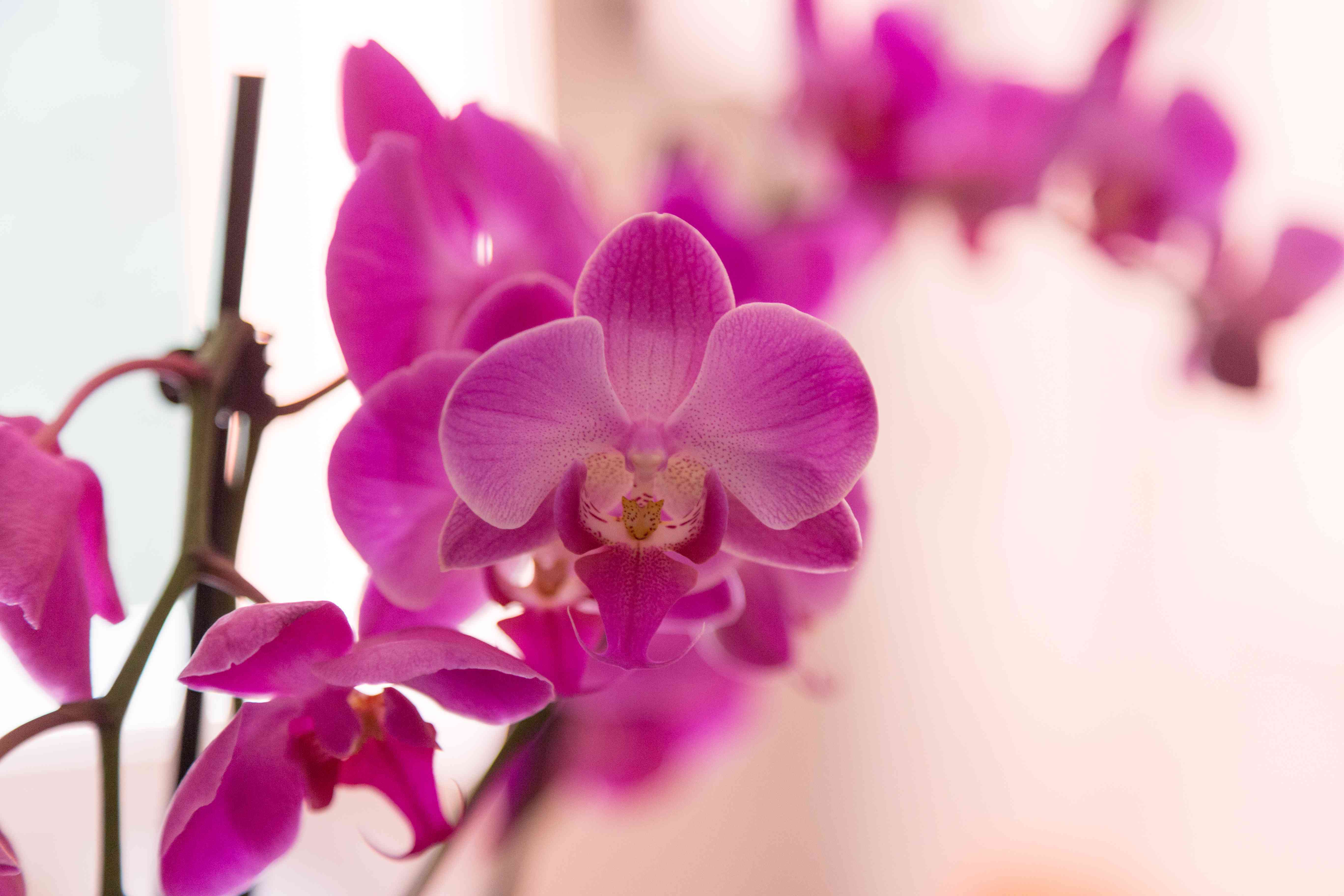 Purple orchids, Violet orchids. Orchid is queen of flowers