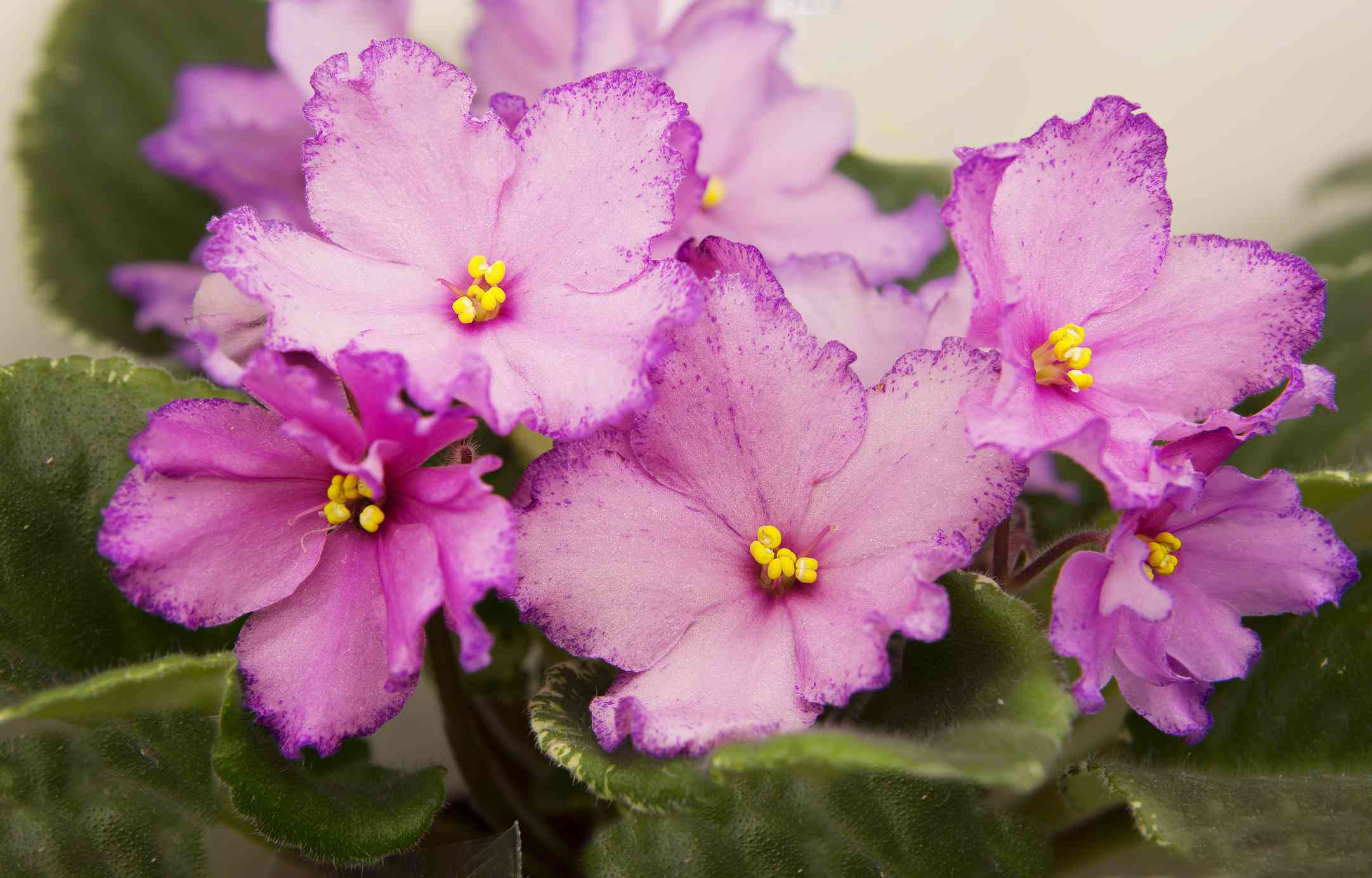 bright pink african violet flowers surrounded by green leaves