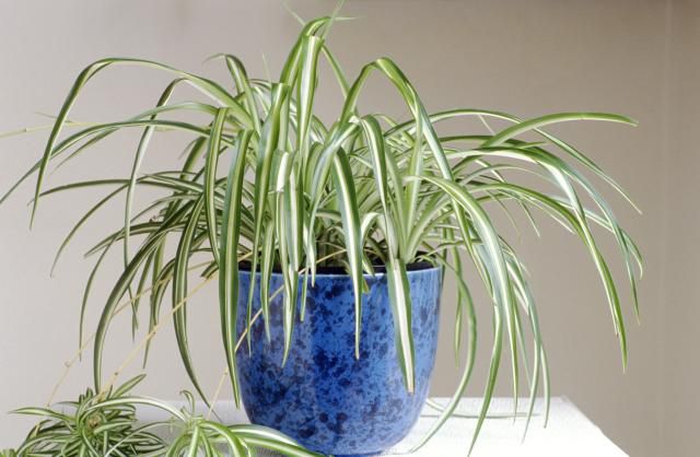 Spider plant in a blue pot