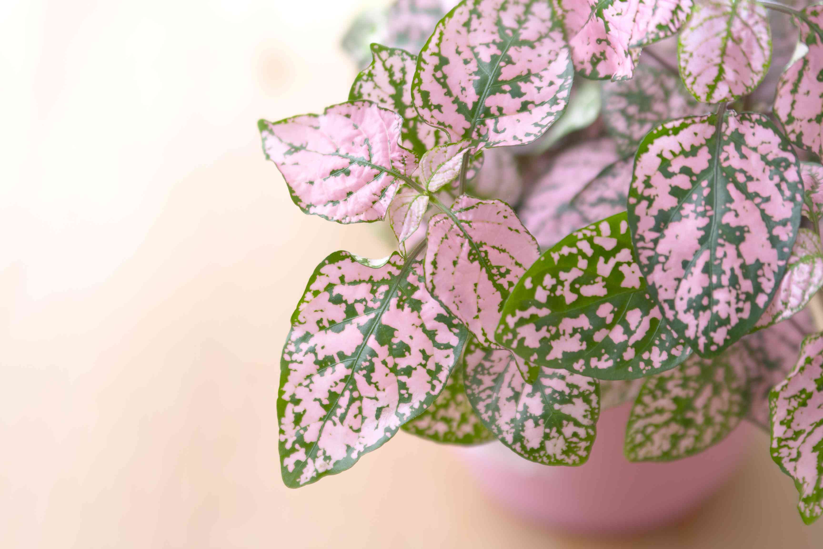 Polka dot plant close up in a pink pot