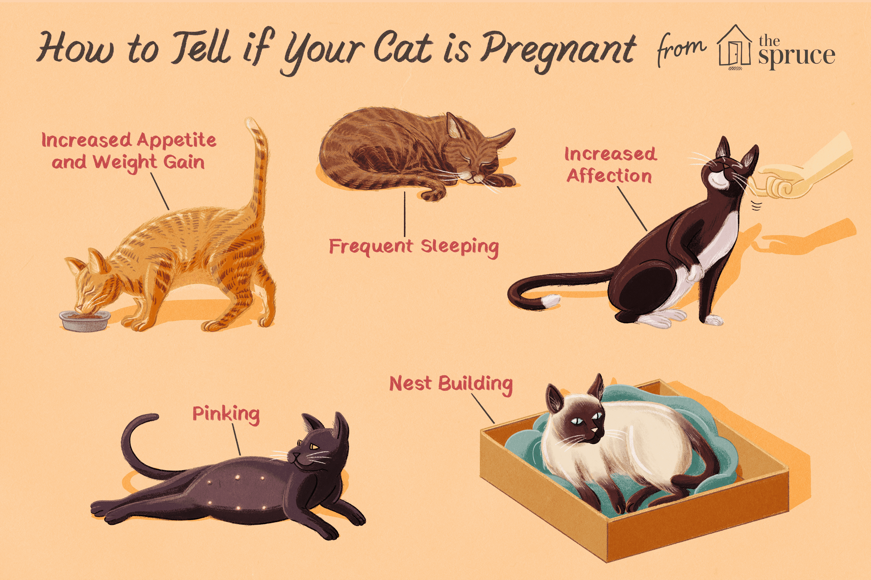 how to tell if your cat is pregnant illustration