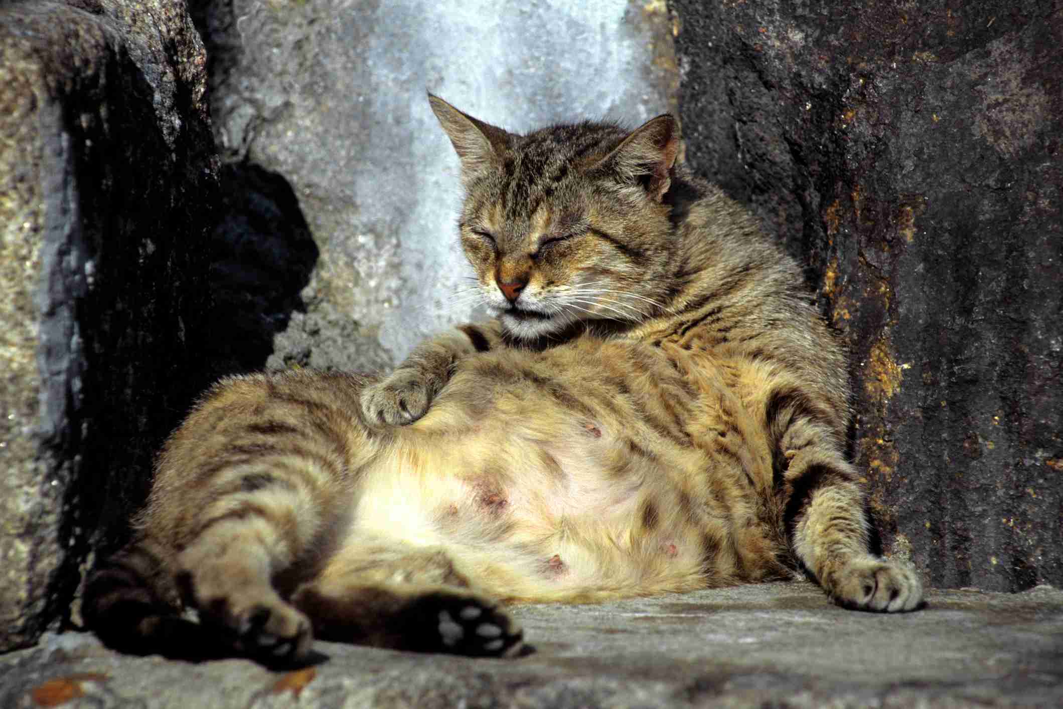 Nesting, anxious looking cat at the end of pregnancy