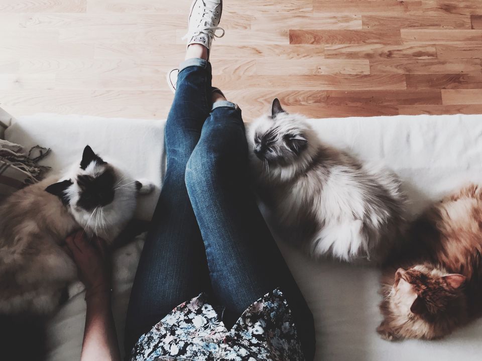 Person and cats lounging on couch