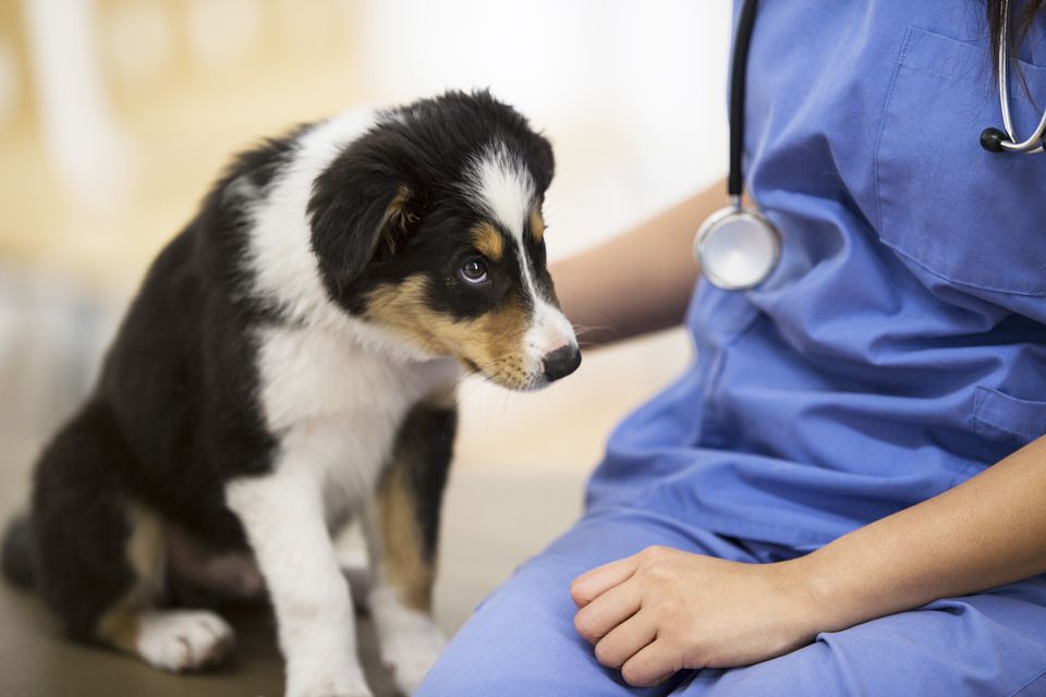 Sick puppy with vet
