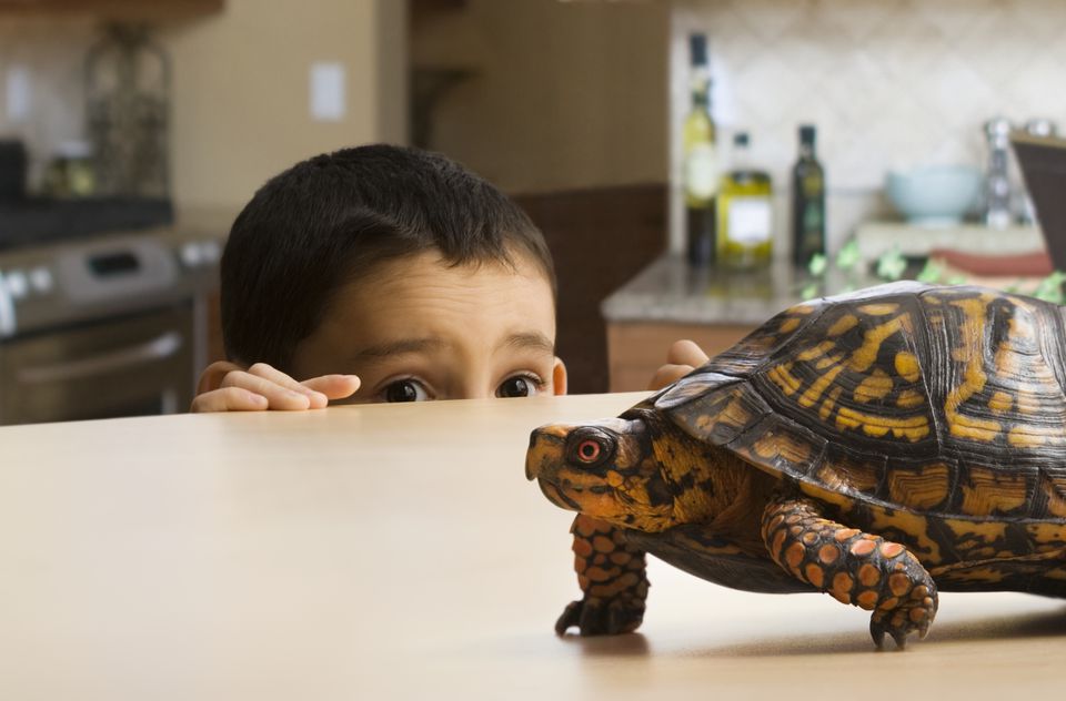 Boy and a Turtle