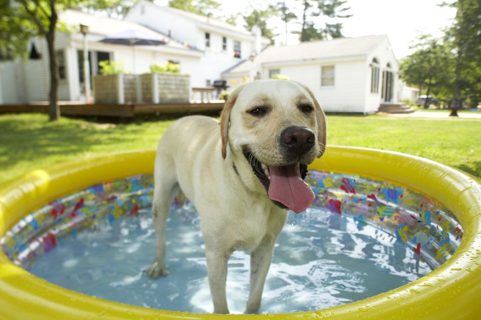 hot dog in baby pool