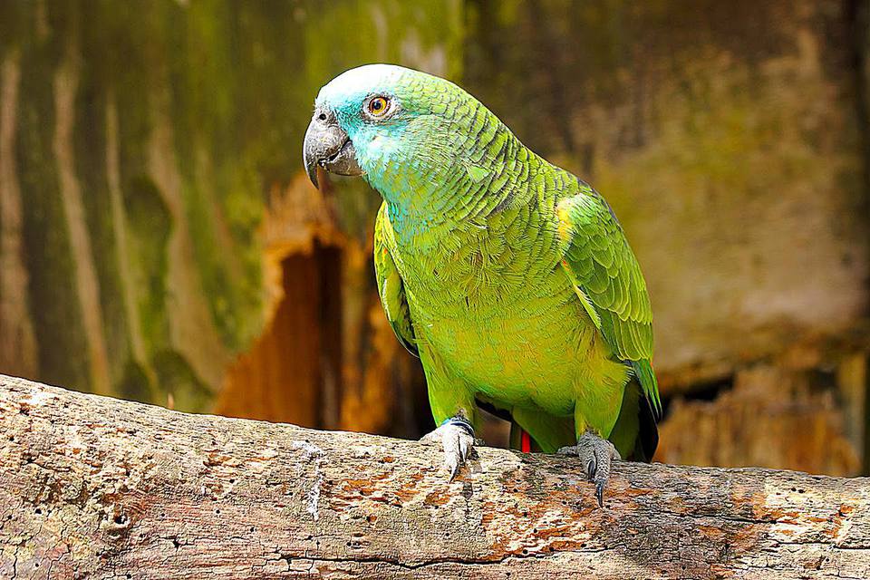 Blue-fronted Amazon (Amazona aestiva), also called the Turquoise-fronted Amazon and Blue-fronted Parrot, is a South American species of Amazon parrot and one of the most common Amazon parrots kept in captivity as a pet or companion parrot.