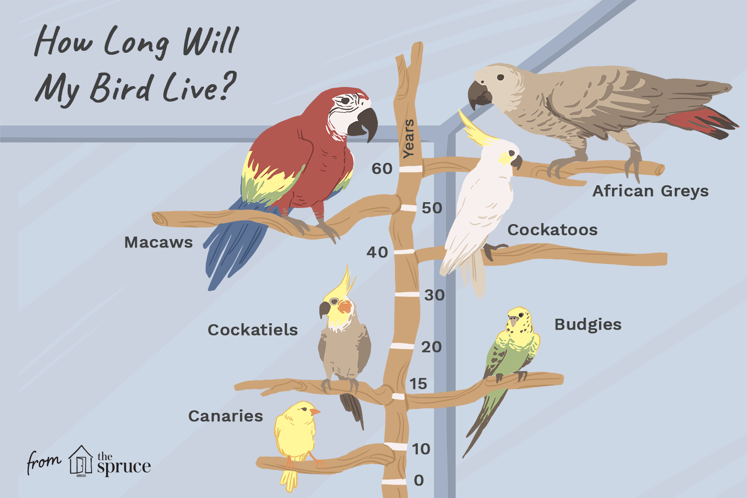 illustration of how long birds live