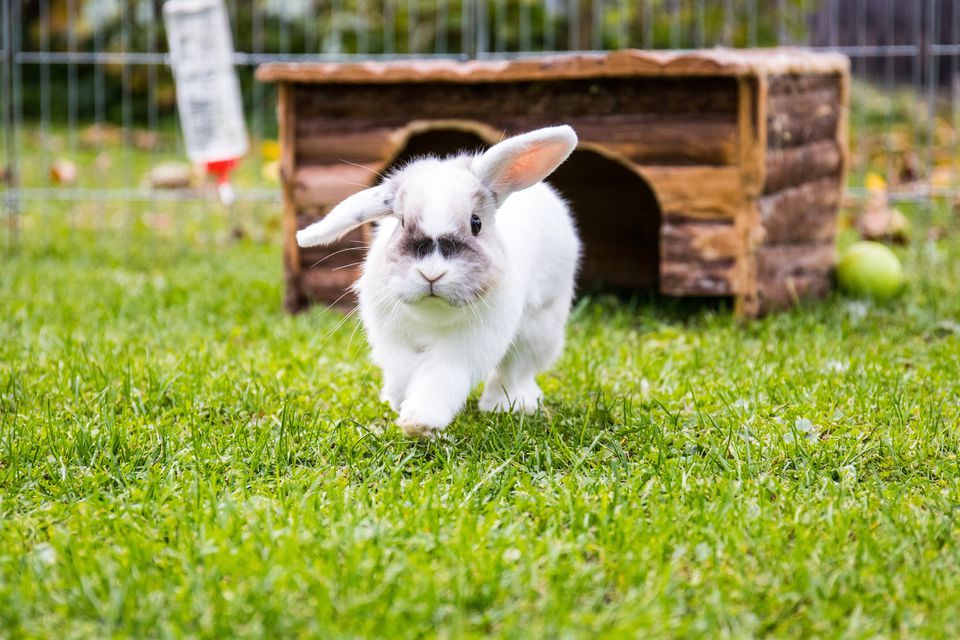 Close-Up Of Rabbit Walking On Grassy Field