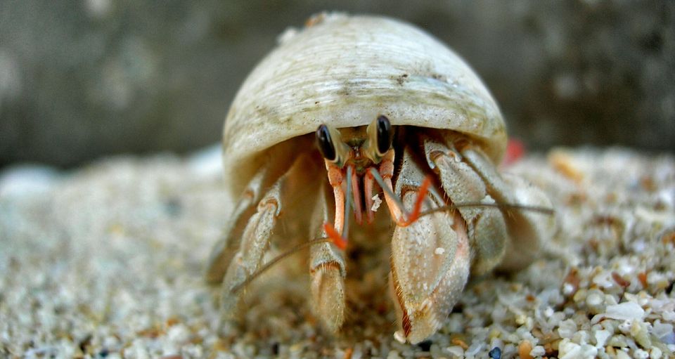 Close-Up Of Hermit Crab In Sea