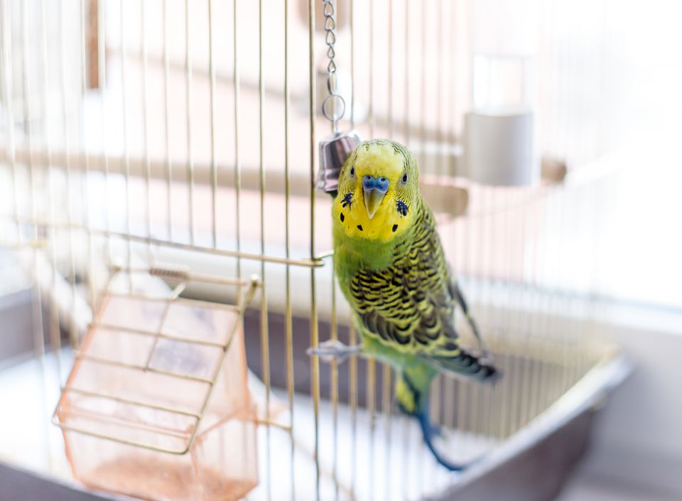 Pet bird in a bird cage