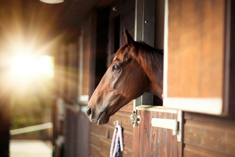 Thoroughbred looking out of a stable stall