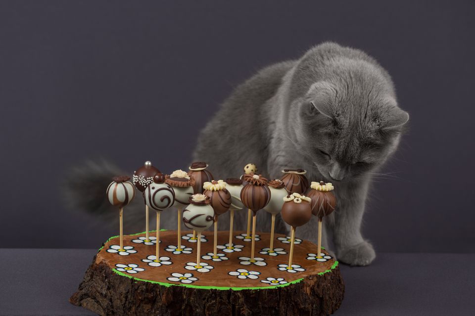 Cat sniffing chocolate
