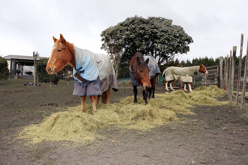 Horses fed large amounts of hay all at once tend to eat the best bits and waste the rest.