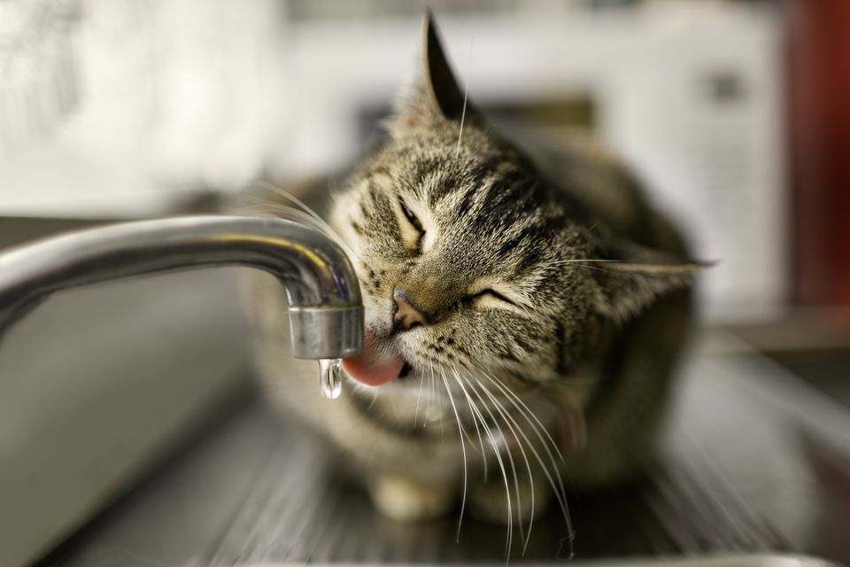 Cat drinking water from a faucet.