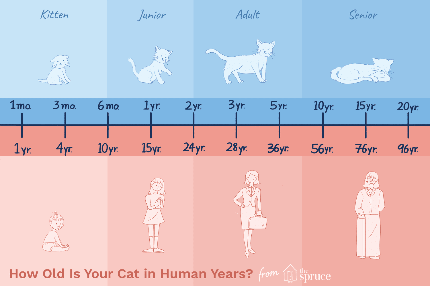 Cat age to human years chart