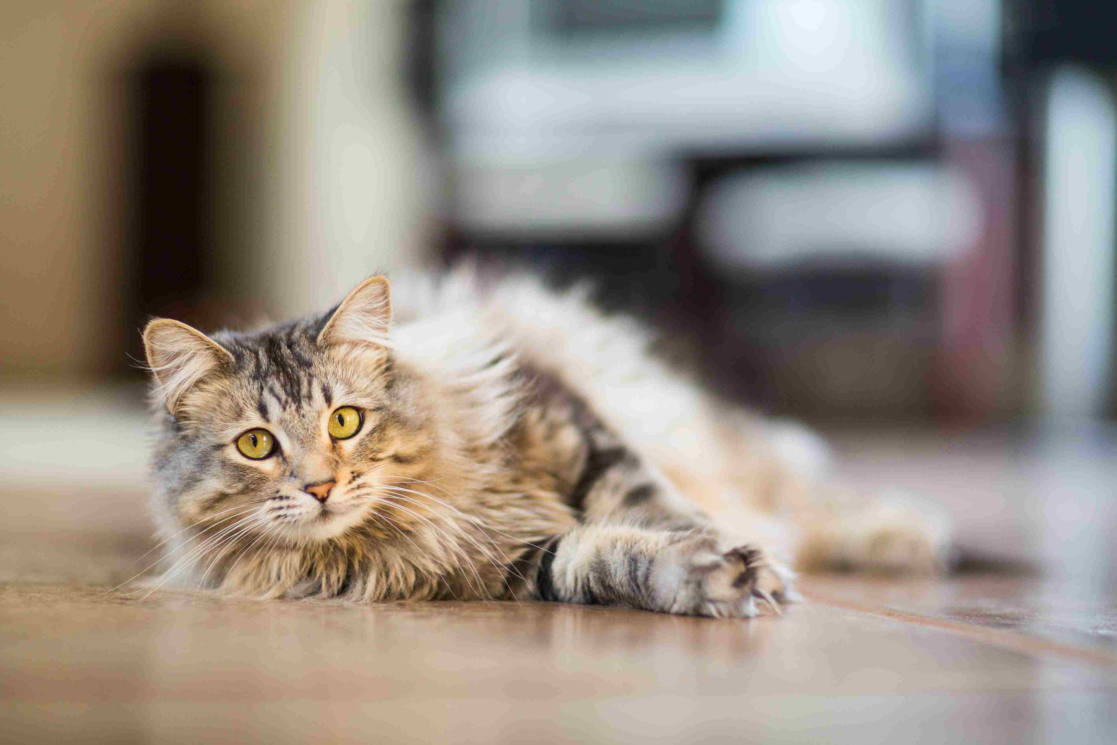 Maine coon cat relaxing indoors