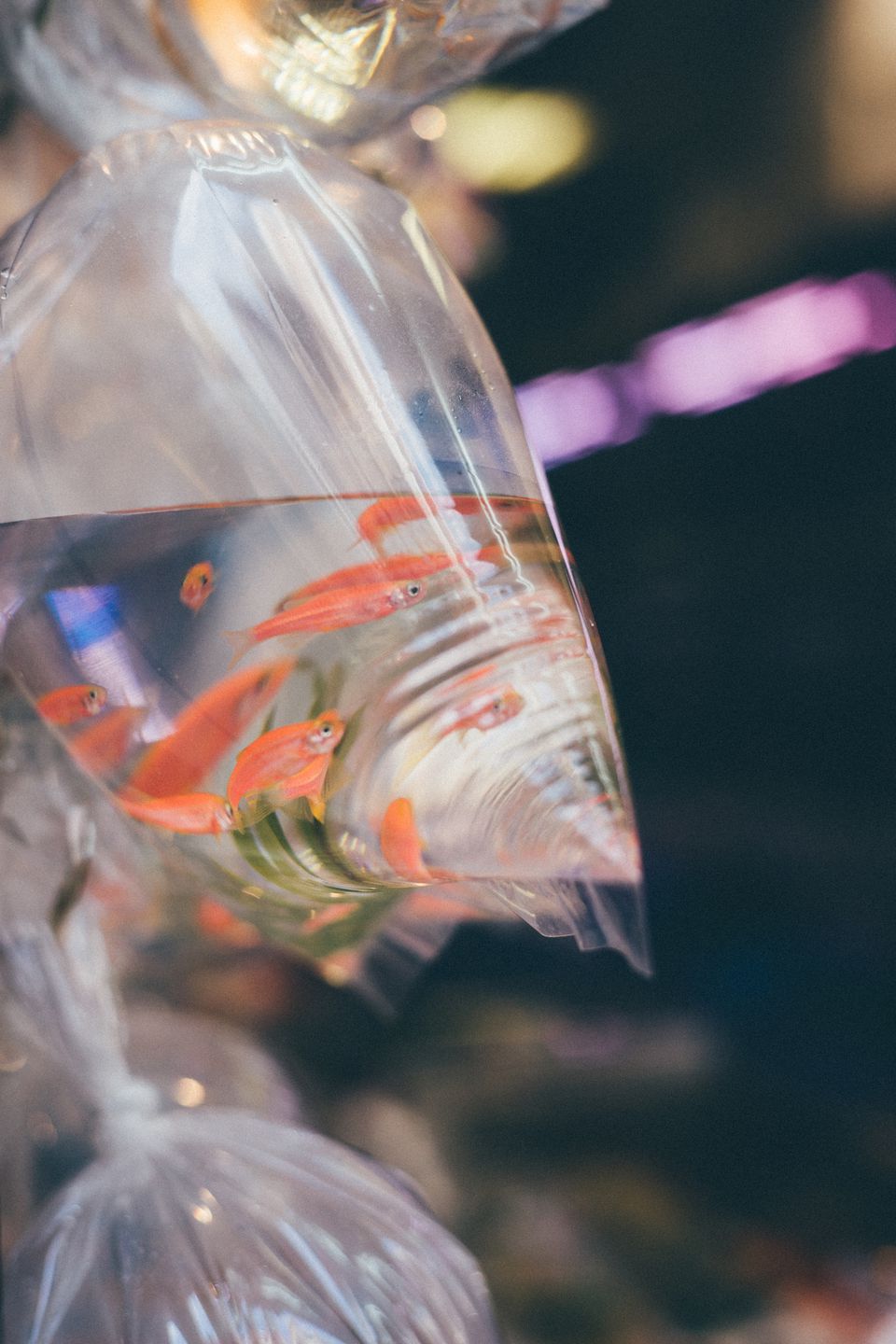 New fish in a plastic bag of water