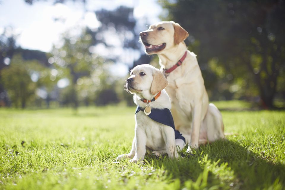 Two guide dogs at dog training