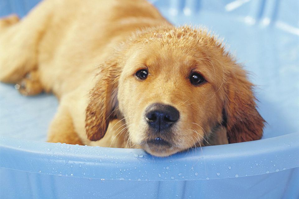 Golden Retriever Puppy in Bath