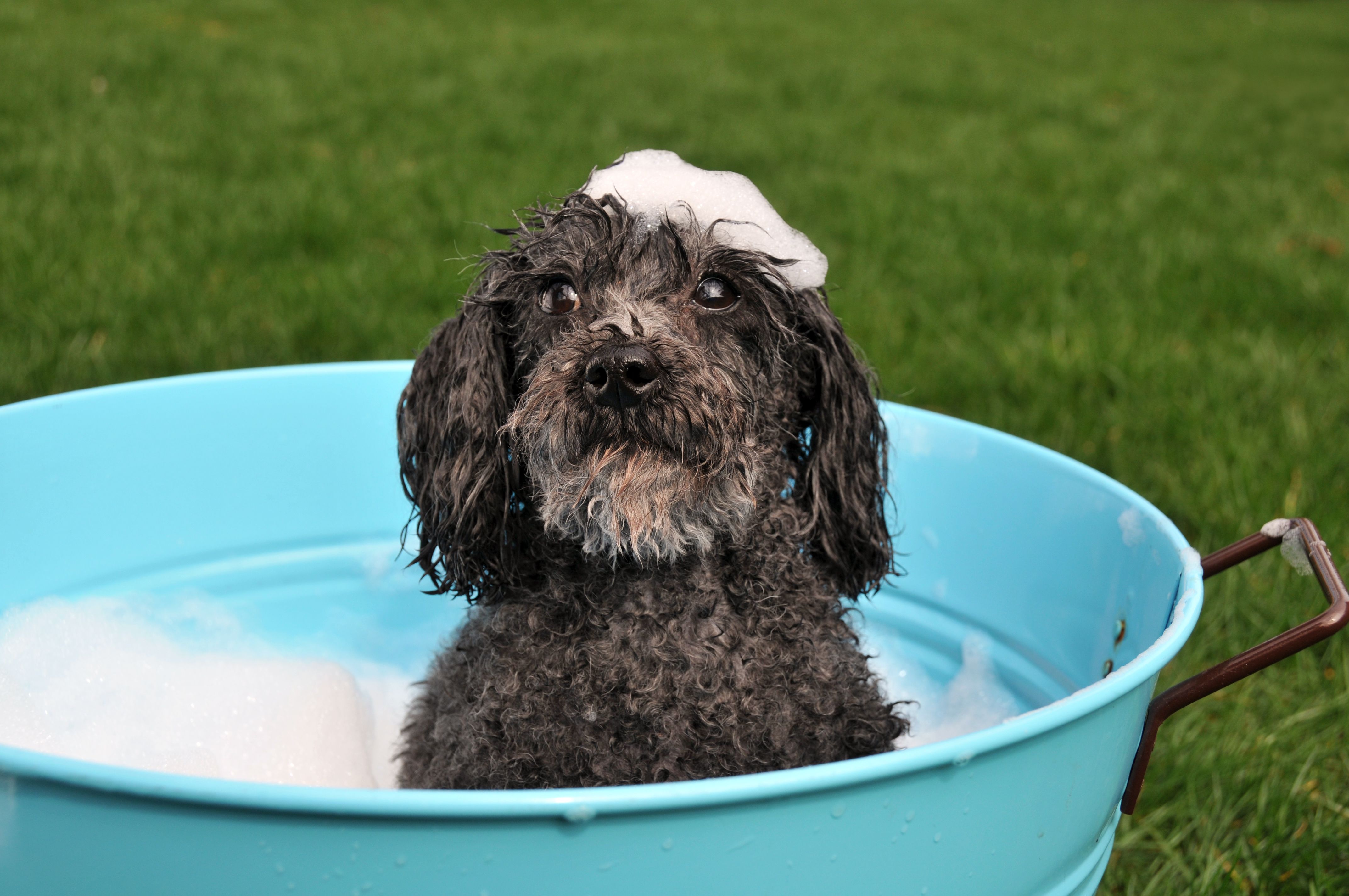 Black poodle in blue tub with bubbles on his head