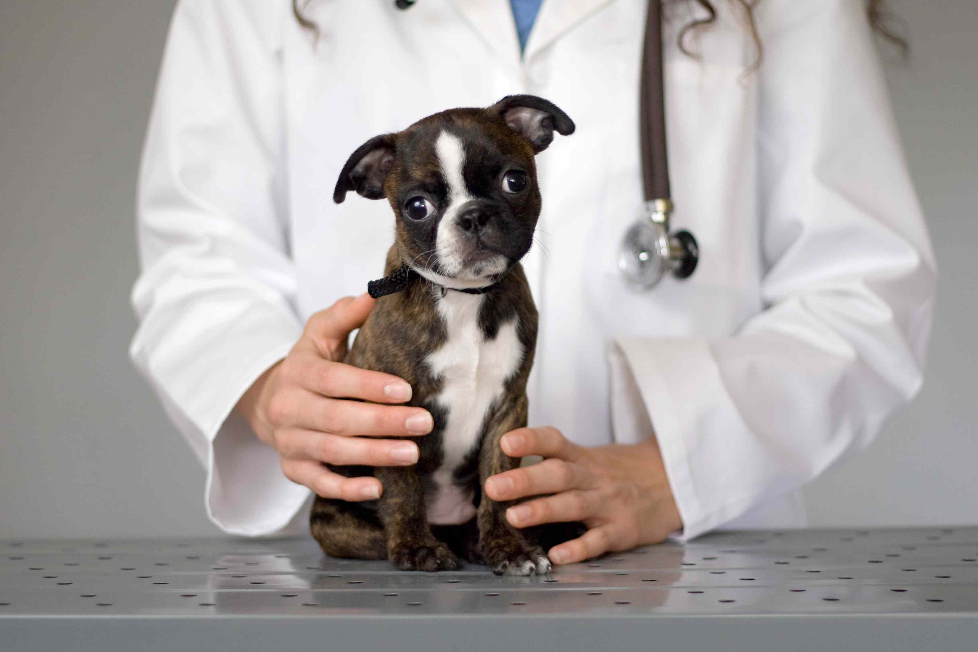 A puppy being held by a vet
