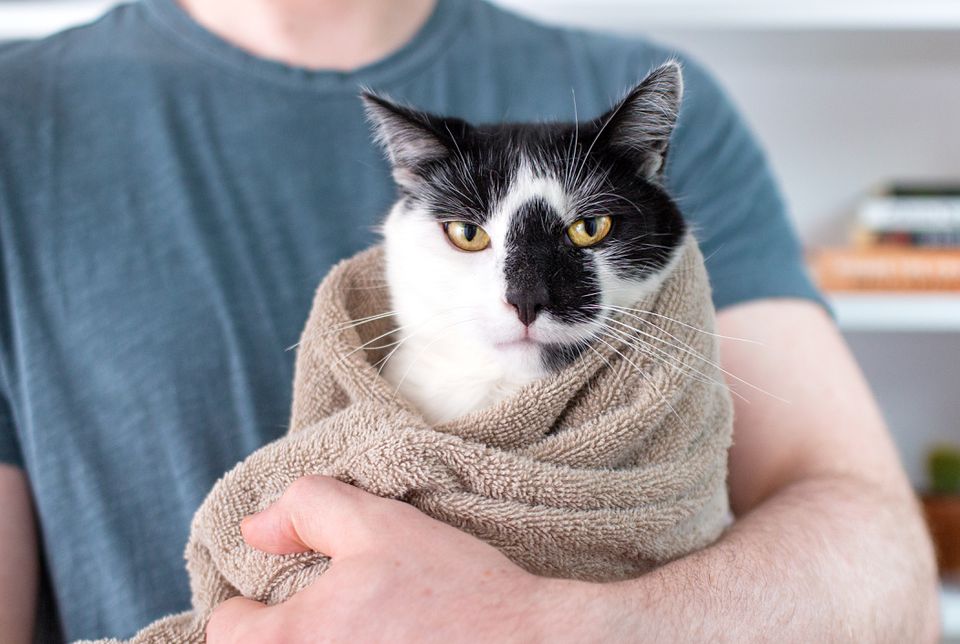 cat wrapped in a towel burrito