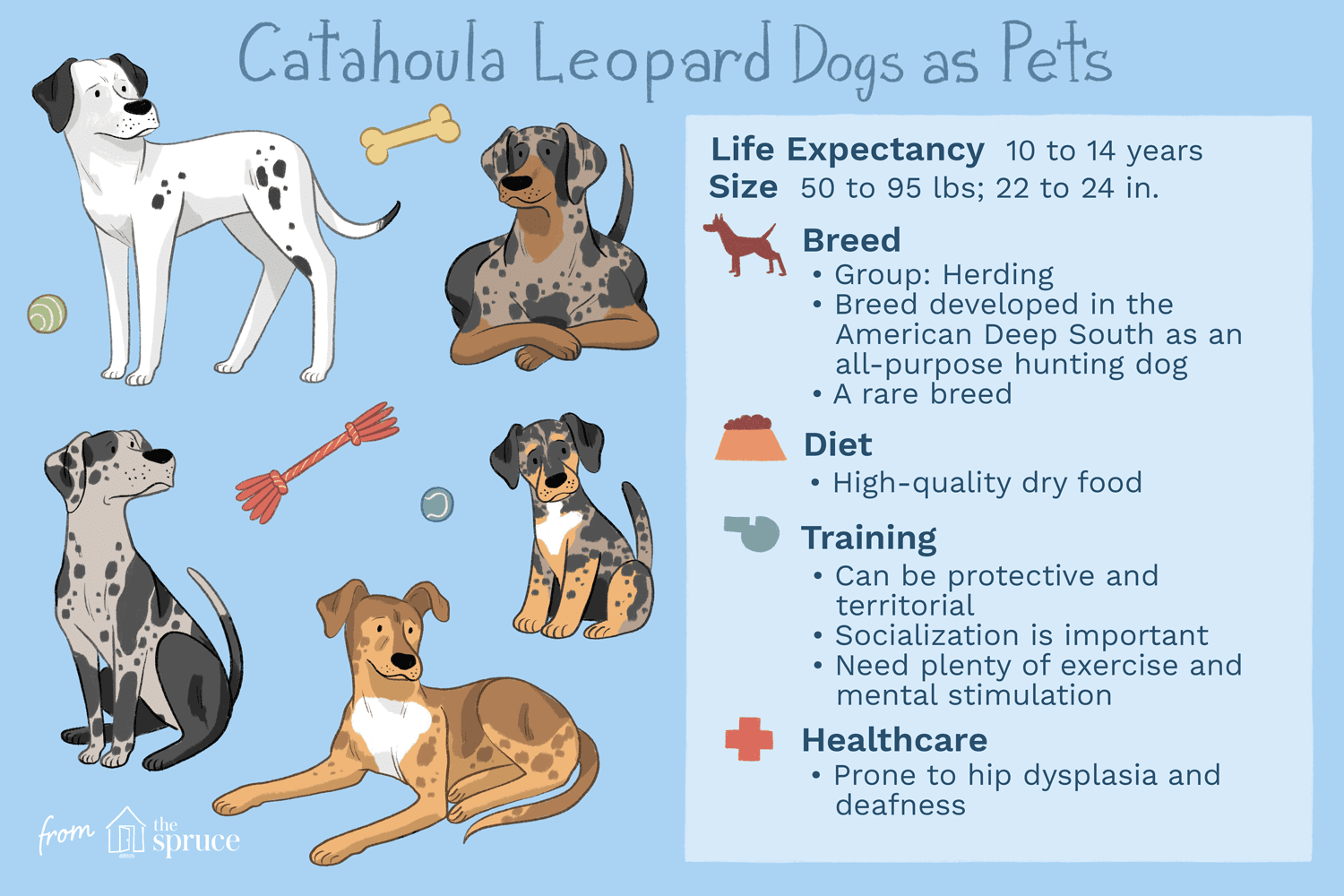 catahoula leopard dogs as pets illustration