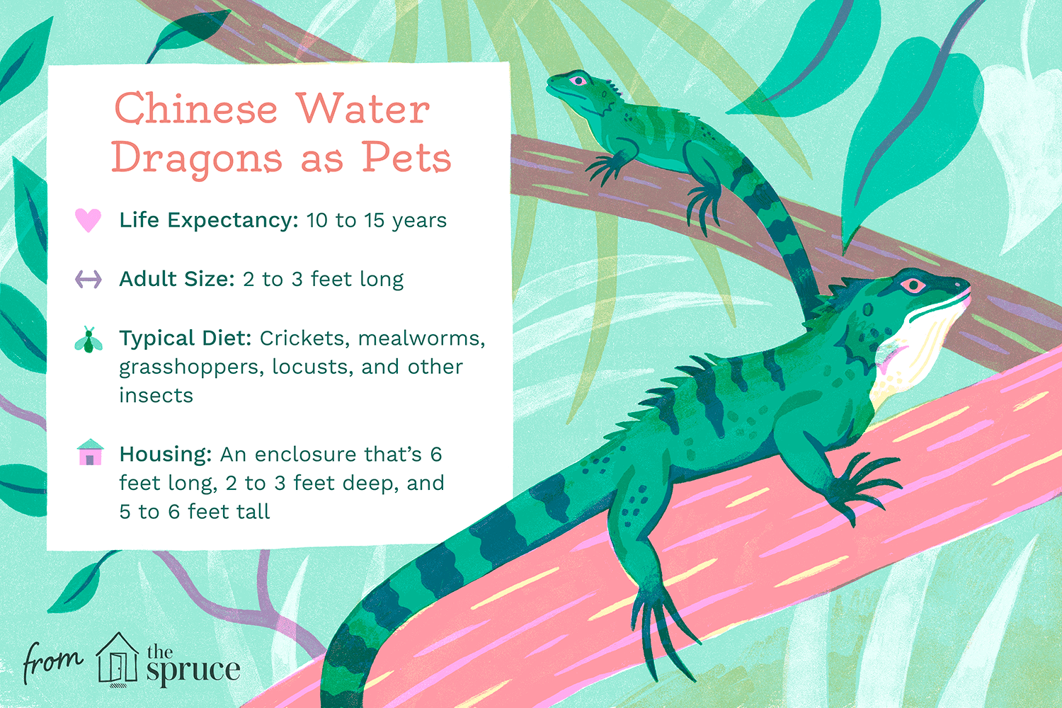 Illustration of Chinese water dragons as pets.