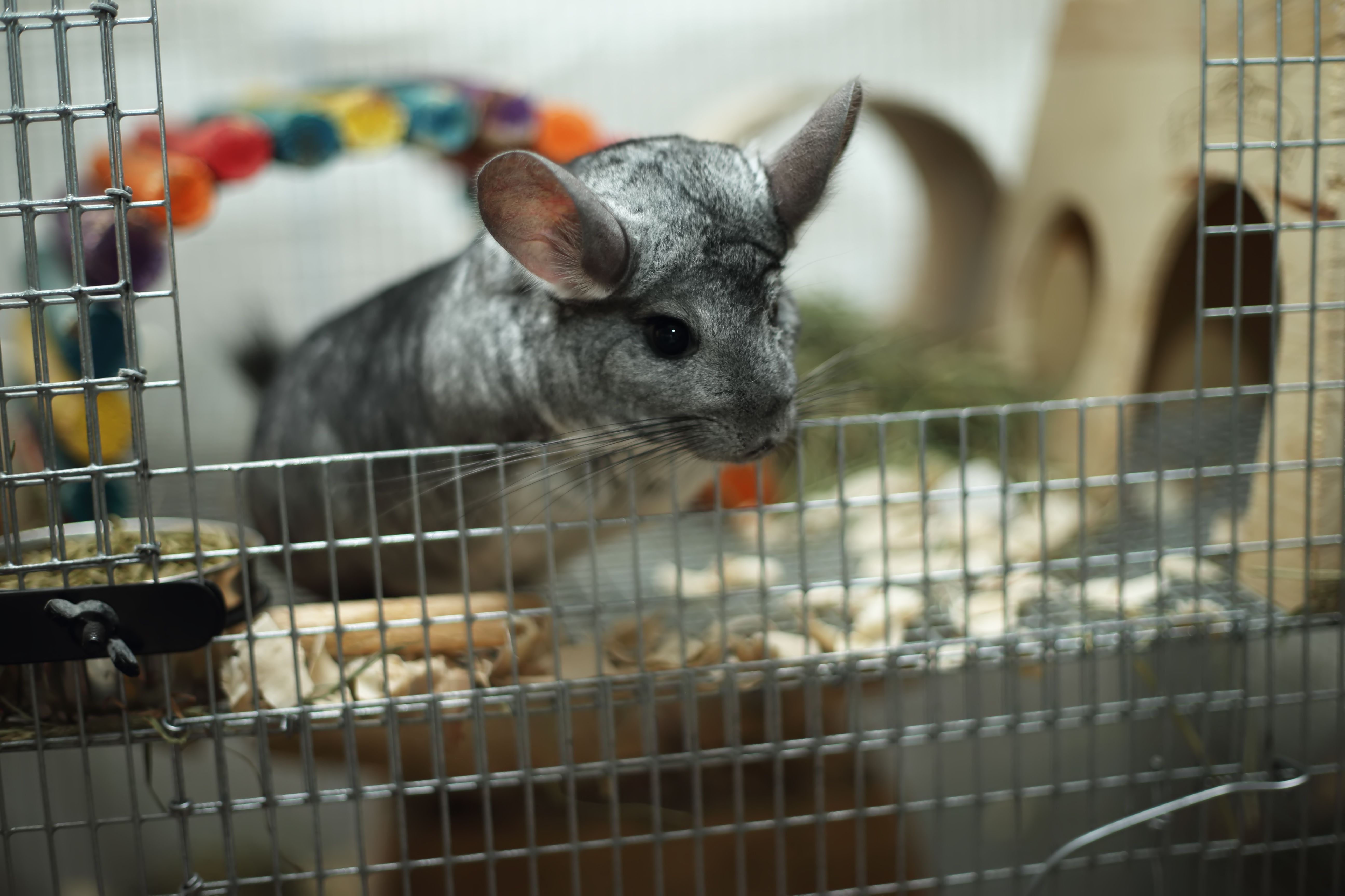 Chinchilla looking out of cage