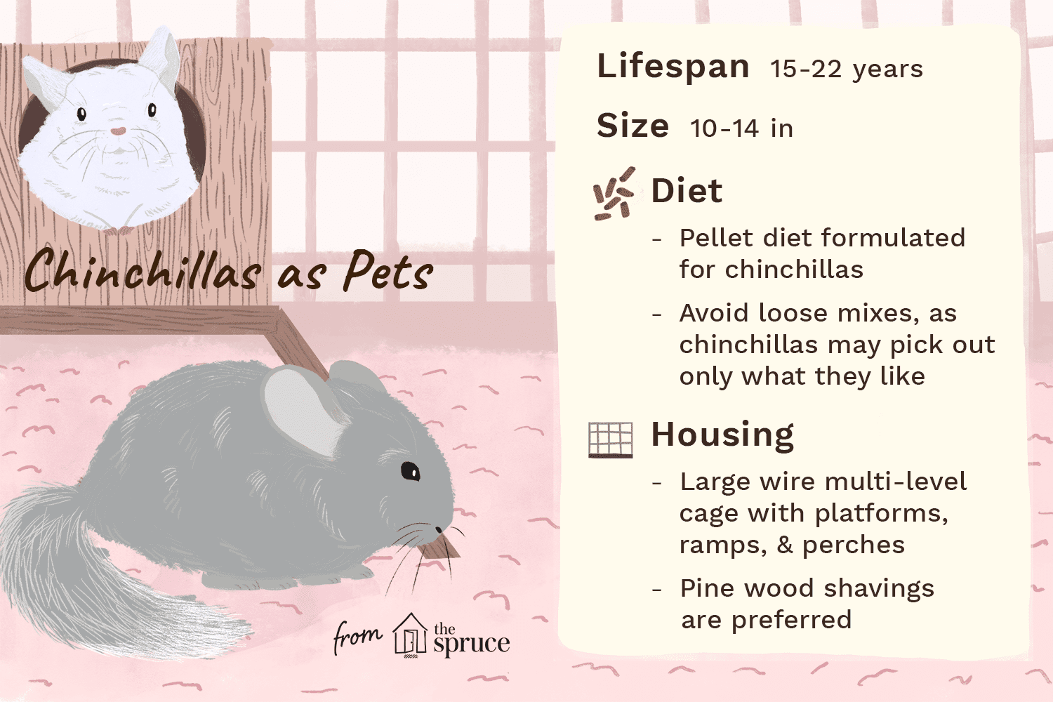 illustration of chinchillas as pets—care sheet
