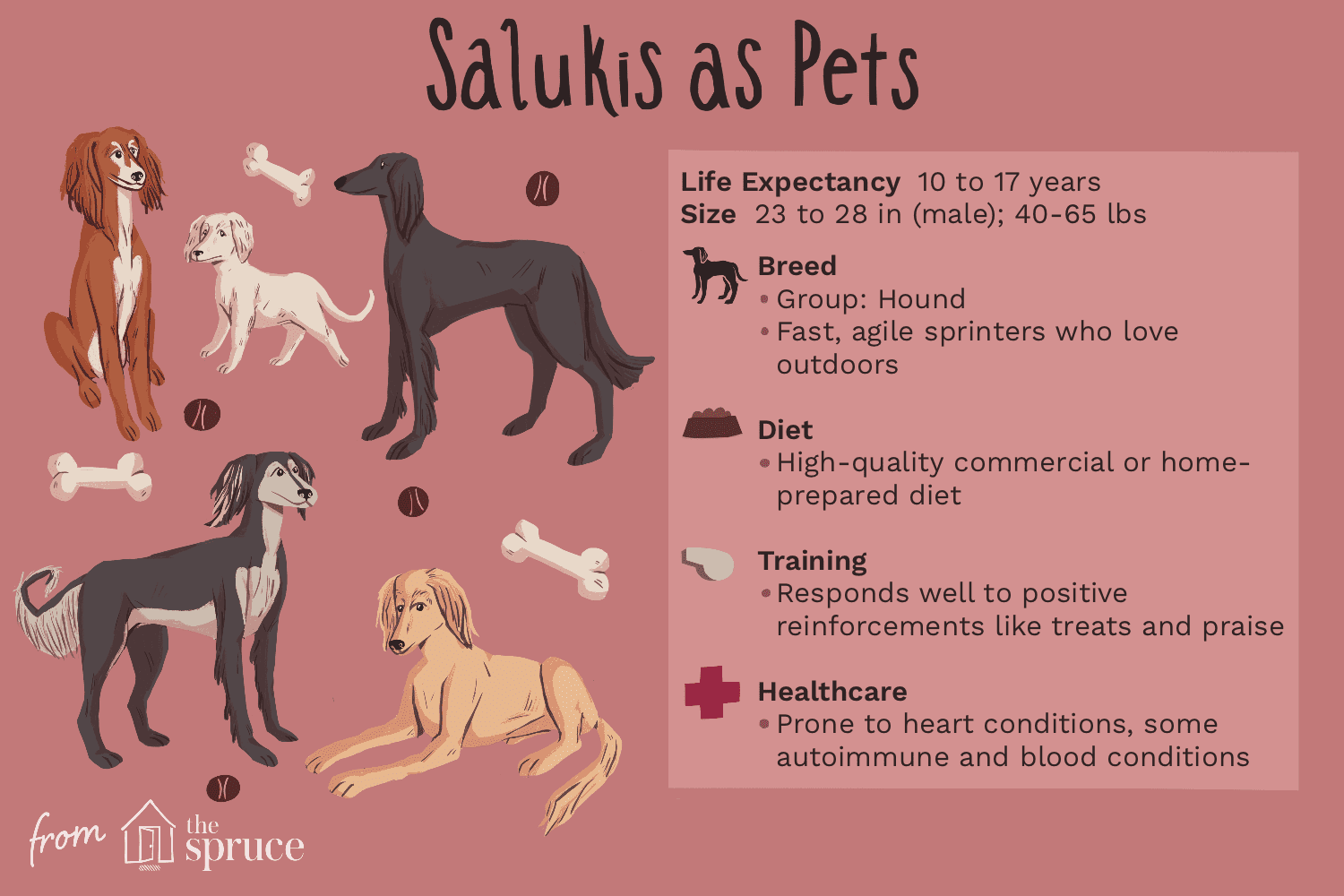 salukis as pets illustration