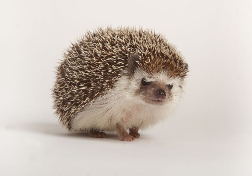 African pygmy hedgehog on white background