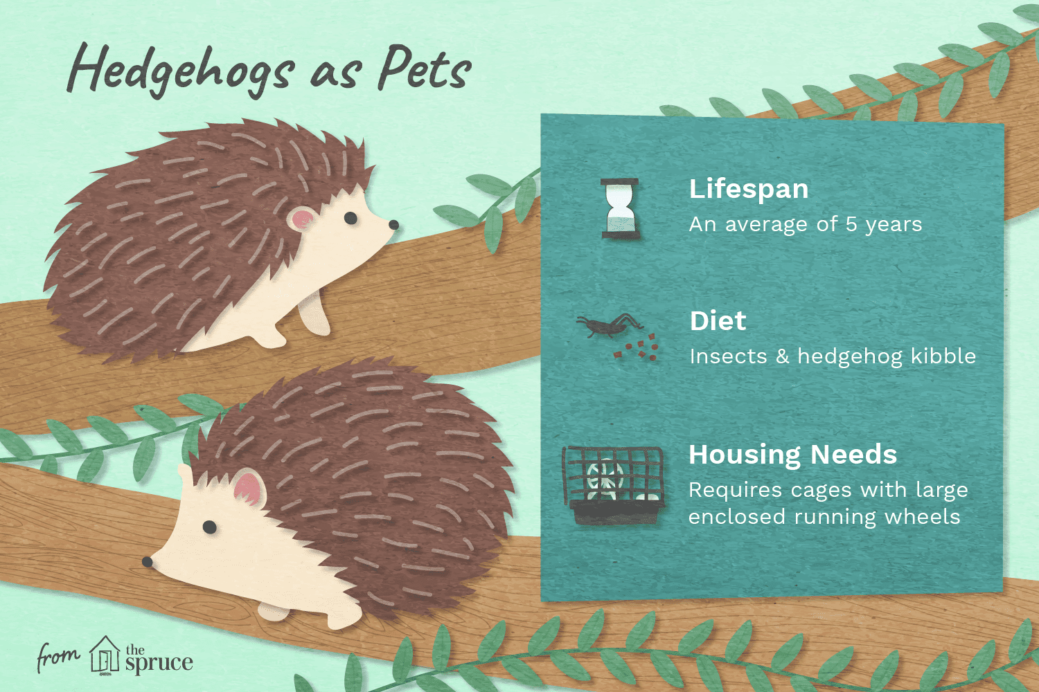 Illustration of hedgehogs