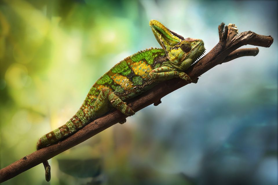 Veiled chameleon resting on a branch
