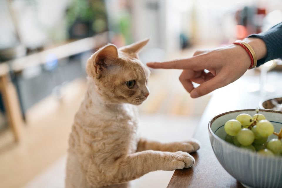 Hand signaling to a cat