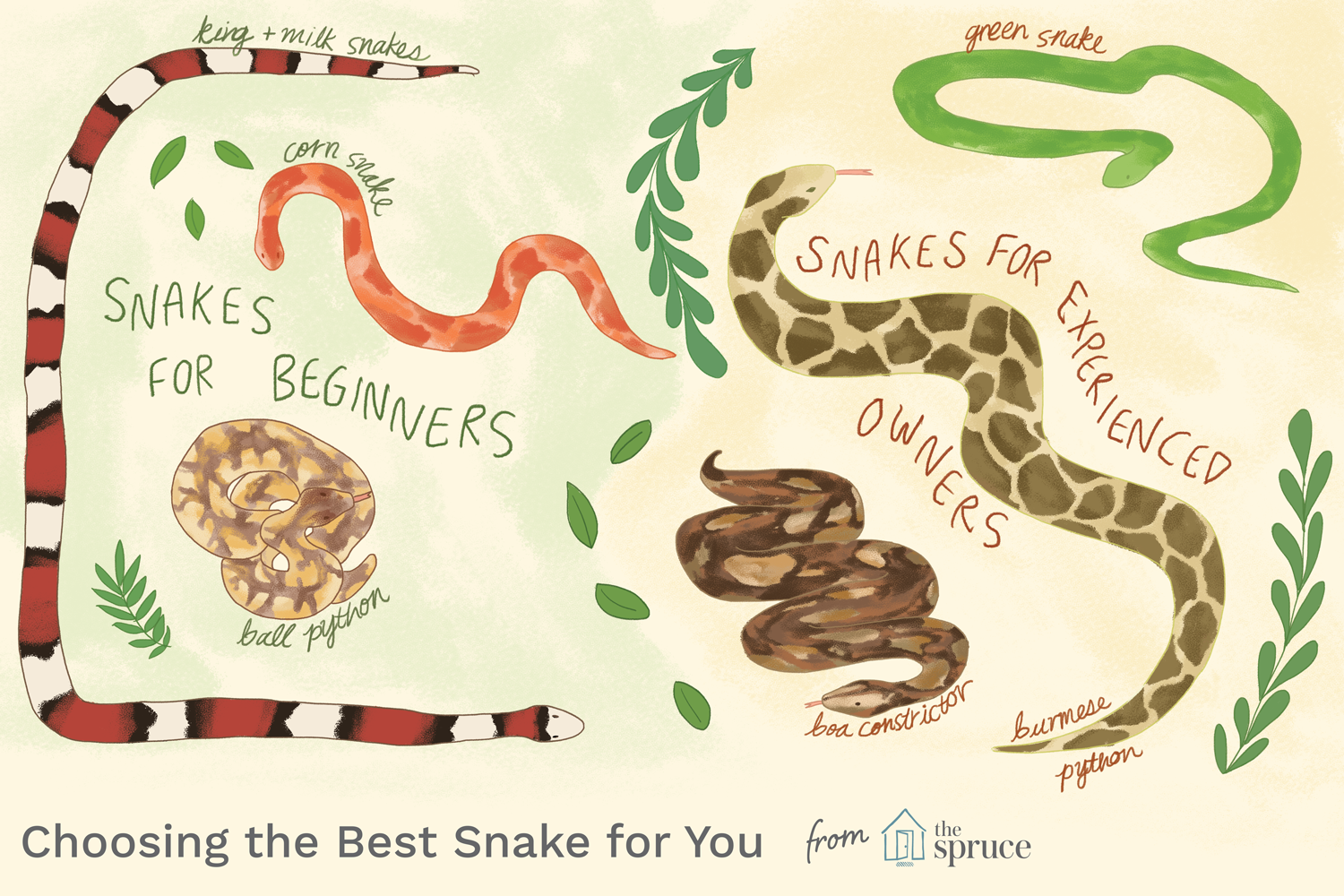 Illustration depicting good snakes for beginners and for experienced owners